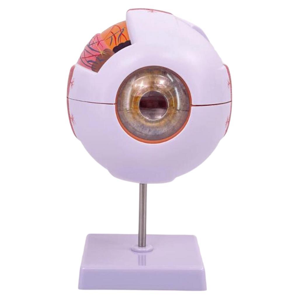 Human Eye Anatomical Model Enl - Medical Lab Research 评论和价格