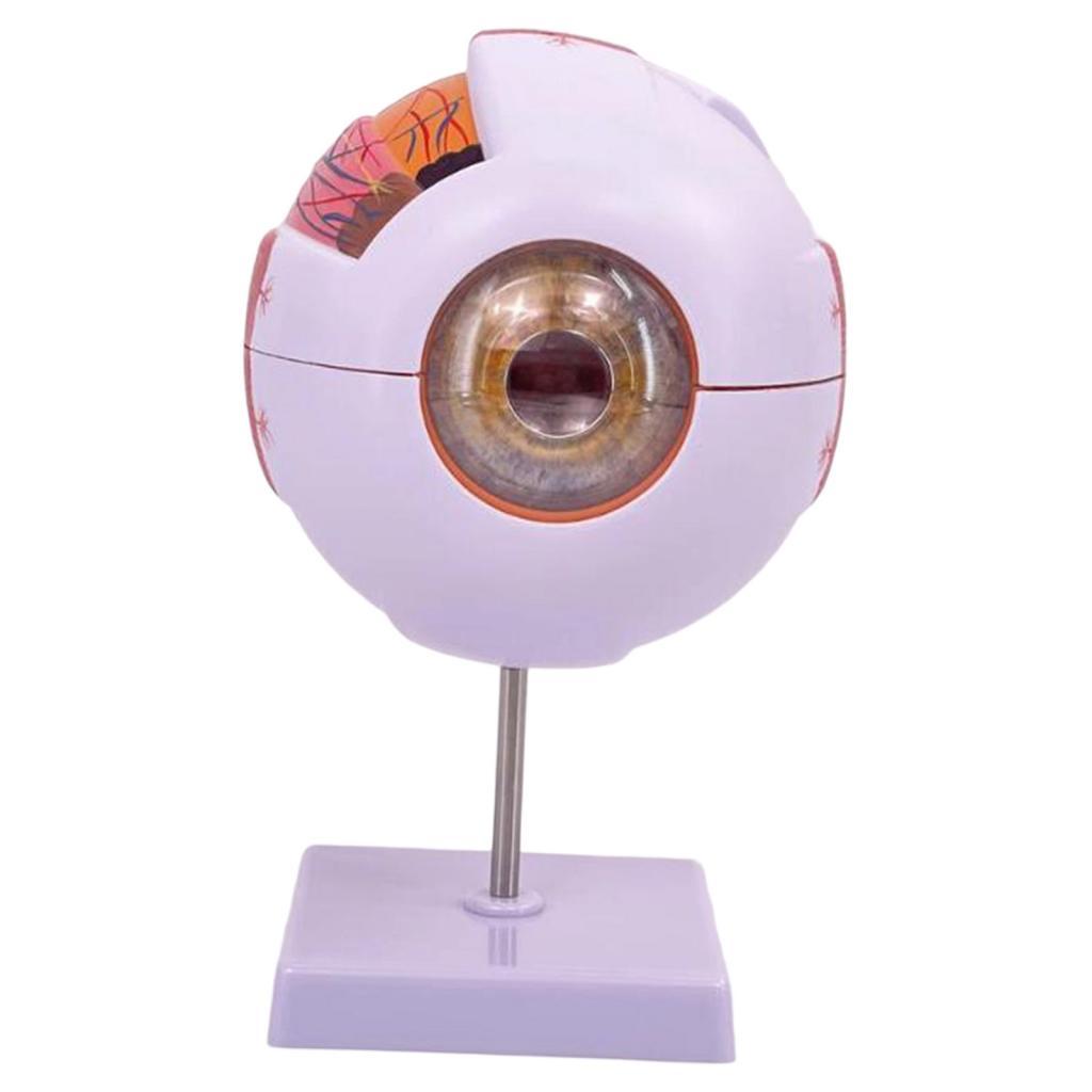 Human Eye Anatomical Model Enl - Medical Lab Research 评论和价格