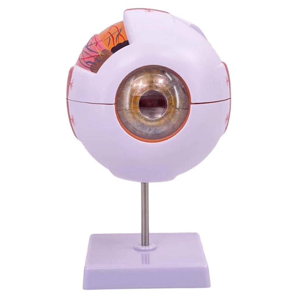 Human Eye Anatomical Model Enl - Medical Lab Research 评论和价格