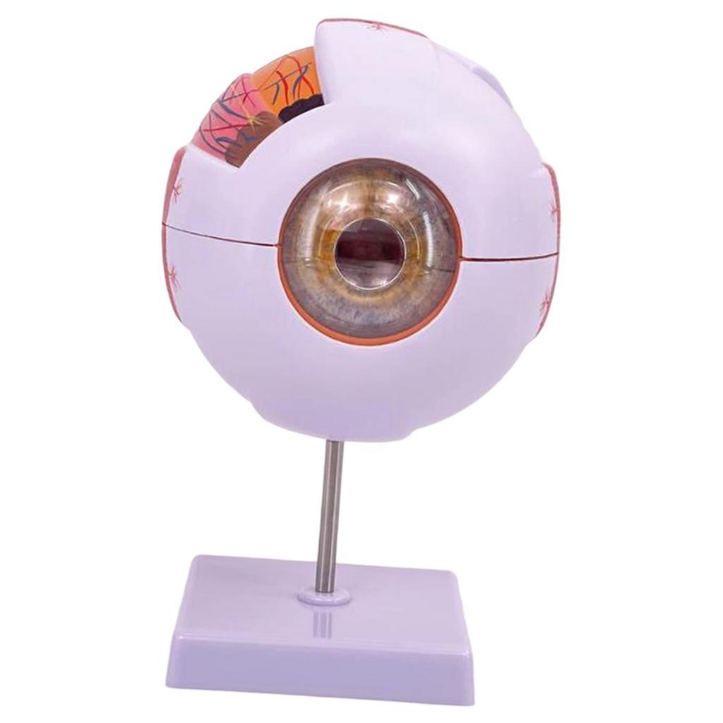 Human Eye Anatomical Model Enl - Medical Lab Research 评论和价格